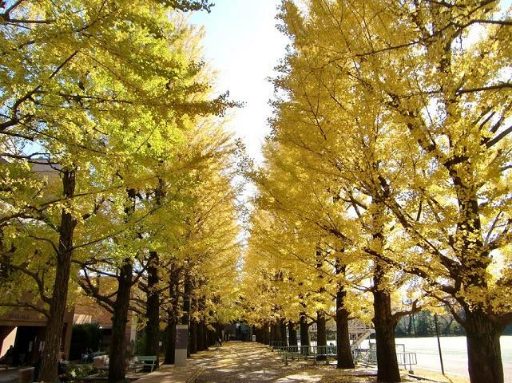 日本大学第二中学校の校舎の写真